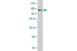 Western Blot detection against Immunogen (85.