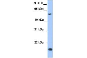 Western Blotting (WB) image for anti-CKLF-Like MARVEL Transmembrane Domain Containing 8 (CMTM8) antibody (ABIN2459667)