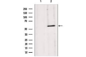 Western blot analysis of extracts from 293, using HMGCS1 antibody.