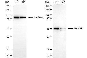 anti-Tripartite Motif Containing 34 (TRIM34) antibody