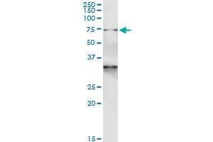 Immunoprecipitation of GTPBP1 transfected lysate using anti-GTPBP1 monoclonal antibody and Protein A Magnetic Bead , and immunoblotted with GTPBP1 monoclonal antibody. (GTPBP1 anticorps  (AA 1-76))
