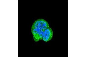 Image no. 2 for anti-Aspartoacylase (ASPA) (AA 89-118), (N-Term) antibody (ABIN452768)