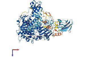 AlphaFold protein structure predicition of Human Recombinant MOV10 Protein, UniprotID Q9HCE1
