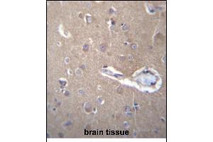 SEC62 Antibody (N-term) (ABIN656777 and ABIN2845996) immunohistochemistry analysis in formalin fixed and paraffin embedded human brain tissue followed by peroxidase conjugation of the secondary antibody and DAB staining. (SEC62 anticorps  (N-Term))