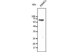 Western Blotting (WB) image for anti-CD5 (CD5) (AA 105-210) antibody (ABIN7272988) (CD5 anticorps  (AA 105-210))