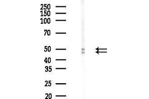 anti-RNA Binding Protein, Fox-1 Homolog 3 (RBFOX3) (C-Term) antibody