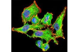 Immunofluorescence analysis of HepG2 cells using VEGFA mouse mAb (green).
