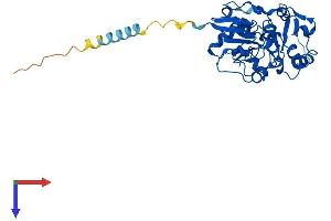 AlphaFold protein structure predicition of Human Recombinant FUT7 Protein, UniprotID Q11130