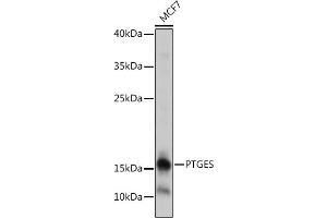 Western blot analysis of extracts of MCF7 cells, using PTGES antibody (ABIN7269573) at 1:1000 dilution. (Prostaglandin E Synthase anticorps)