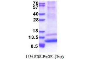 SDS-PAGE (SDS) image for G Protein gamma 4 (GNG4) (AA 1-72) protein (His tag) (ABIN5853493)