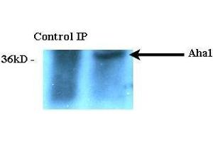 Immunoprecipitation analysis using Rat Anti-Aha1 Monoclonal Antibody, Clone 25F2.