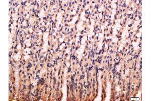 Formalin-fixed and paraffin embedded rat stomach labeled with Anti-PG-C/Pepsinogen 2 Polyclonal Antibody, Unconjugated  at 1:200 followed by conjugation to the secondary antibody and DAB staining. (PGC anticorps  (AA 21-120))