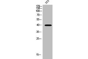 Western Blot analysis of 3T3 cells using MCT13 Polyclonal Antibody