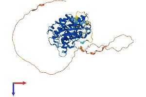 AlphaFold protein structure predicition of Mouse Recombinant Cdk8 Protein, UniprotID Q8R3L8