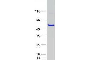 Validation with Western Blot