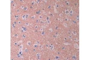 IHC-P analysis of brain tissue, with DAB staining. (CYP1A2 anticorps  (AA 2-231))
