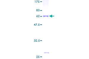 SDS-PAGE (SDS) image for Phosphatidylinositol Transfer Protein, Cytoplasmic 1 (PITPNC1) (AA 1-268) protein (GST tag) (ABIN1315171)