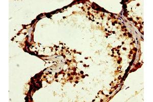 IHC image of ABIN7166489 diluted at 1:400 and staining in paraffin-embedded human testis tissue performed on a Leica BondTM system. (MOS anticorps  (AA 234-330))