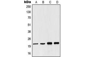 Western blot analysis of NDUFB10 expression in Jurkat (A), A431 (B), Raji (C), HepG2 (D) whole cell lysates.
