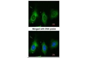 ICC/IF Image Immunofluorescence analysis of paraformaldehyde-fixed HeLa, using Periostin, antibody at 1:200 dilution.
