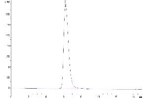 The purity of Human TROP-2 is greater than 95 % as determined by SEC-HPLC. (TACSTD2 Protein (Fc Tag))