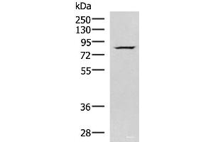 Western blot analysis of HepG2 cell lysate using NASP Polyclonal Antibody at dilution of 1:800 (NASP anticorps)