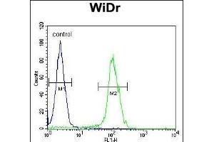 BEX1 Antibody (Center) (ABIN654656 and ABIN2844352) flow cytometric analysis of WiDr cells (right histogram) compared to a negative control cell (left histogram). (BEX1 anticorps  (AA 63-90))