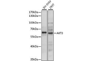 Western blot analysis of extracts of various cell lines, using  antibody (ABIN6131180, ABIN6136743, ABIN6136745 and ABIN6216715) at 1:3000 dilution. (AKT3 anticorps  (AA 93-154))