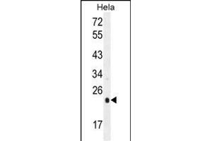 UQCRFS1 Antibody (C-term) (ABIN655606 and ABIN2845090) western blot analysis in Hela cell line lysates (35 μg/lane). (UQCRFS1 anticorps  (C-Term))