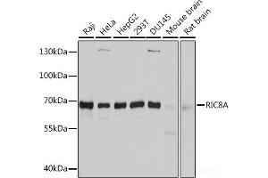 Western blot analysis of extracts of various cell lines using RIC8A Polyclonal Antibody at dilution of 1:3000. (RIC8A anticorps)