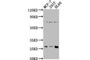 Western Blot Positive WB detected in: MCF-7 whole cell lysate, 293T whole cell lysate, HL60 whole cell lysate All lanes: STYX antibody at 1:1000 Secondary Goat polyclonal to rabbit IgG at 1/50000 dilution Predicted band size: 26 kDa Observed band size: 26 kDa (STYX anticorps  (AA 1-223))
