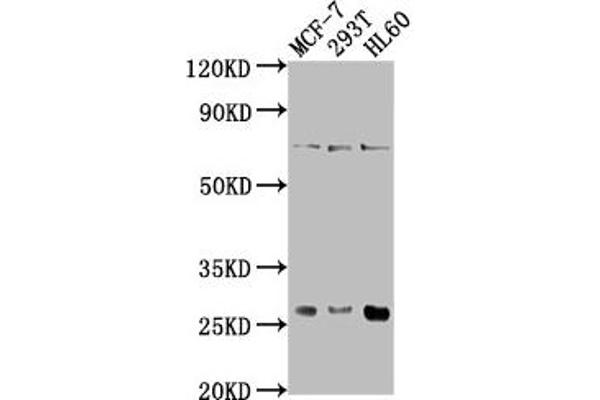 STYX anticorps  (AA 1-223)