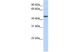 Western Blotting (WB) image for anti-DEK Oncogene (DEK) antibody (ABIN2460117)