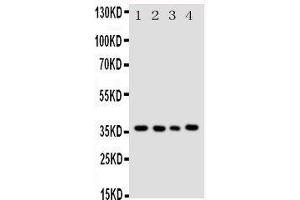 Western Blotting (WB) image for anti-Budding Uninhibited By Benzimidazoles 3 Homolog (Yeast) (BUB3) (AA 76-90), (Middle Region) antibody (ABIN3044239) (BUB3 anticorps  (Middle Region))