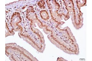 Paraformaldehyde-fixed, paraffin embedded mouse small intestine, Antigen retrieval by boiling in sodium citrate buffer (pH6.