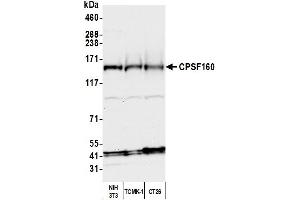 Western Blotting (WB) image for anti-Cleavage and Polyadenylation Specific Factor 1, 160kDa (CPSF1) (AA 1392-1442) antibody (ABIN7453881)