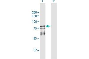 Western Blot analysis of PROS1 expression in transfected 293T cell line by PROS1 MaxPab polyclonal antibody. (PROS1 anticorps  (AA 1-676))