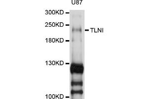 Western blot analysis of extracts of U-87MG cells, using TLN1 antibody (ABIN1875105) at 1:1000 dilution. (TLN1 anticorps)