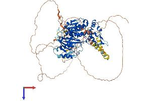 AlphaFold protein structure predicition of Human Recombinant DENND1B Protein, UniprotID Q6P3S1