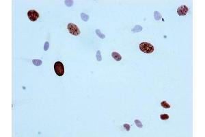 Immunocytochemistry analysis of ABIN7127310 diluted at 1:100 and staining in Hela cells performed on a Leica BondTM system. (Recombinant Histone H3.1 anticorps  (H3S10ph))