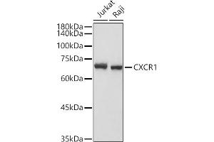 Western blot analysis of extracts of various cell lines, using CXCR1 antibody (ABIN7266317) at 1:1000 dilution.
