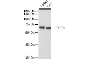 Western blot analysis of extracts of various cell lines, using CXCR1 antibody (ABIN7266317) at 1:1000 dilution. (CXCR1 anticorps  (AA 250-350))