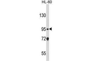 Western blot analysis of CARD4 Antibody (C-term) in HL-60 cell line lysates (35ug/lane). (NOD1 anticorps  (C-Term))