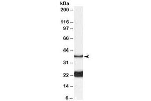 Western blot testing of rat spinal cord lysate with GALR1 antibody at 0. (Galanin Receptor 1 anticorps)