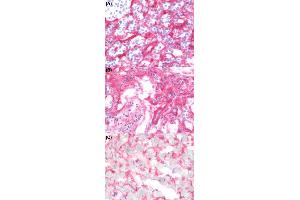 Immunohistochemical staining (Frozen sections) of human spleen tissue (A), human kidney tissue (B) and human heart tissue (C) using HSPG2 monoclonal antibody, clone A7L6  at 1:50 dilution. (HSPG2 anticorps)