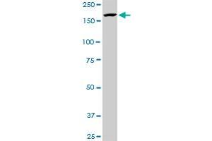 KDM5B monoclonal antibody (M02A), clone 1G10. (KDM5B anticorps  (AA 231-319))