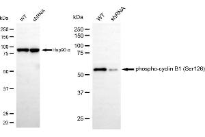 Western blotting analysis using phospho-cyclin B1 (Ser126) antibody (ABIN7798192).