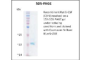 SDS-PAGE (SDS) image for Colony Stimulating Factor 3 (Granulocyte) (CSF3) (Active) protein (ABIN5509805) (G-CSF Protéine)