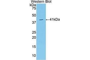 WB of Protein Standard: different control antibodies against Highly purified E. (VGF Kit ELISA)