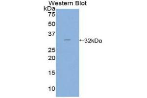 Western Blotting (WB) image for anti-Prostaglandin E Synthase 2 (PTGES2) (AA 144-384) antibody (ABIN3207567) (PTGES2 anticorps  (AA 144-384))